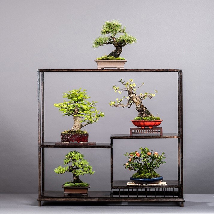 Displaying Your Bonsai